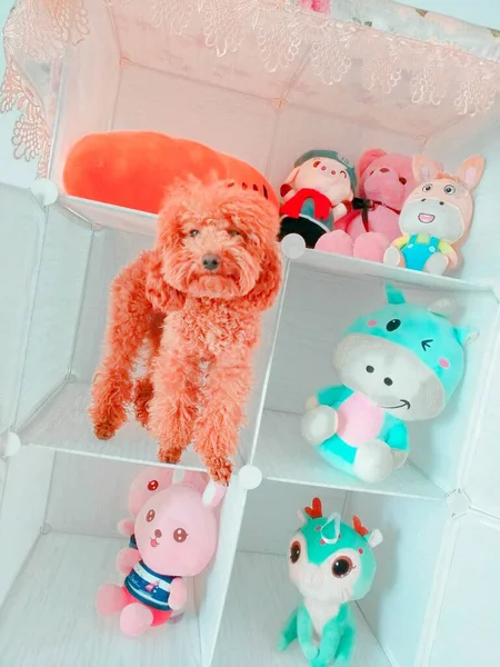 cute little baby toys in a room
