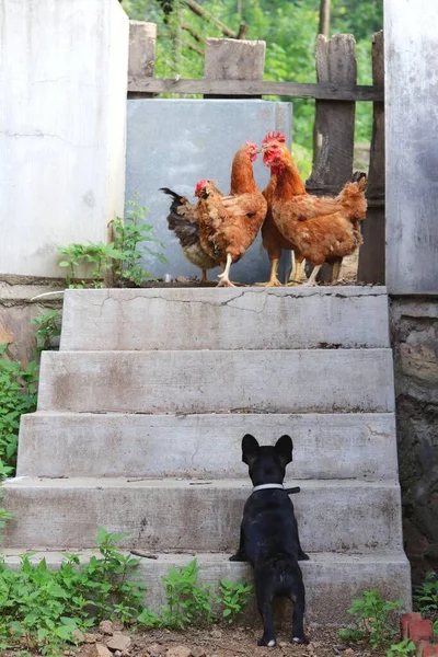 chicken and chickens on the farm