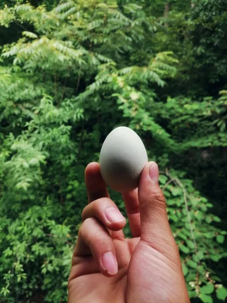hand holding a green egg in a white plate