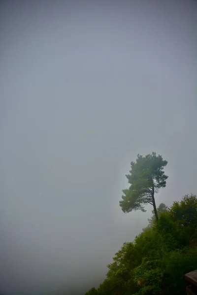 beautiful landscape with trees and a tree