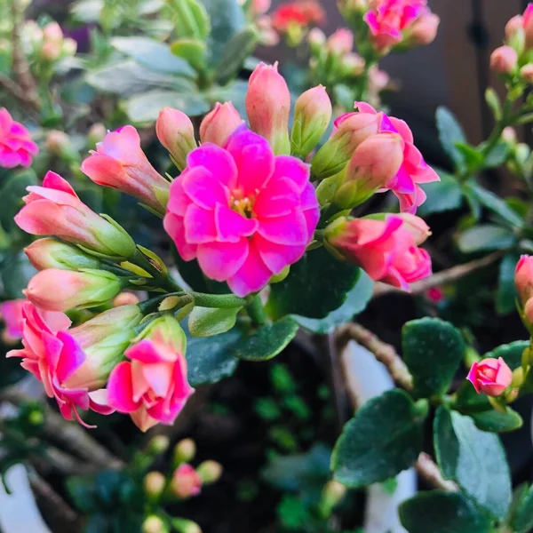 Stock image beautiful flowers in the garden