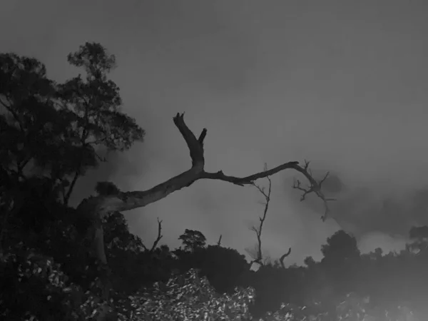 black and white photo of a tree in the forest