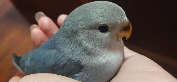 close up of a male hand holding a bird\'s beak