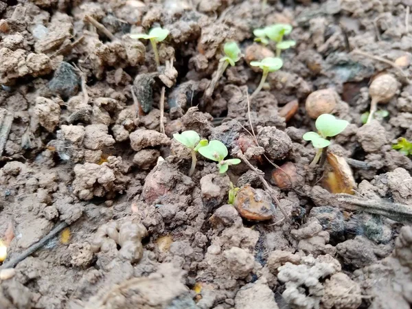 young green sprouts of a plant in the garden