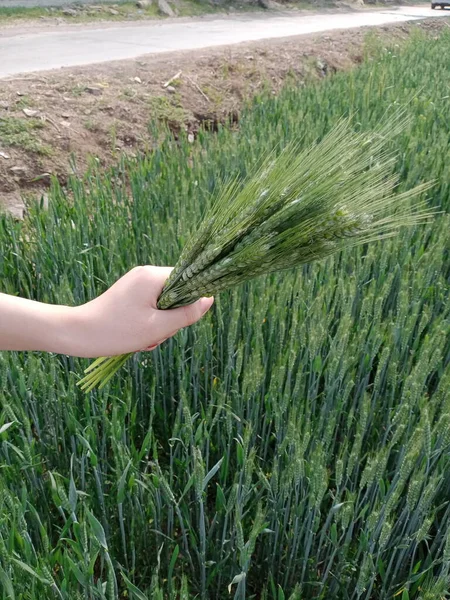 a young woman is holding a wheat ears on a background of a field