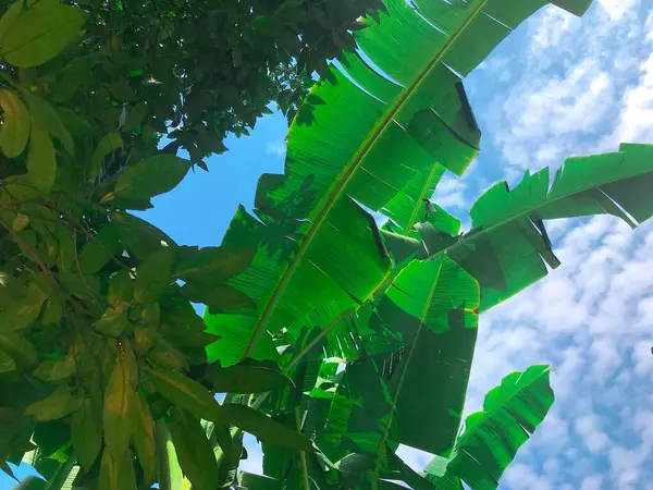 stock image green leaves in the forest