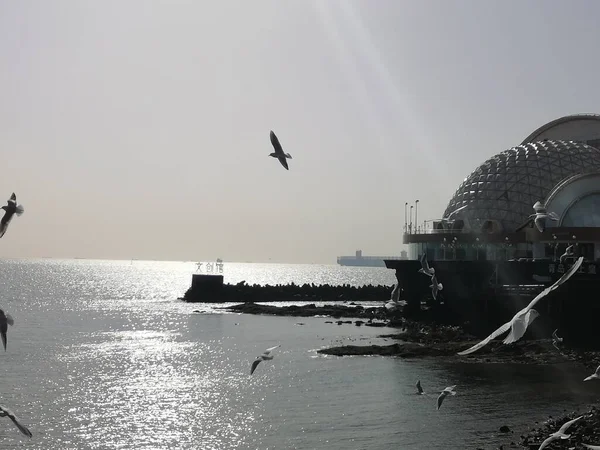 the seagull on the pier