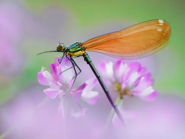 beautiful dragonfly on a flower