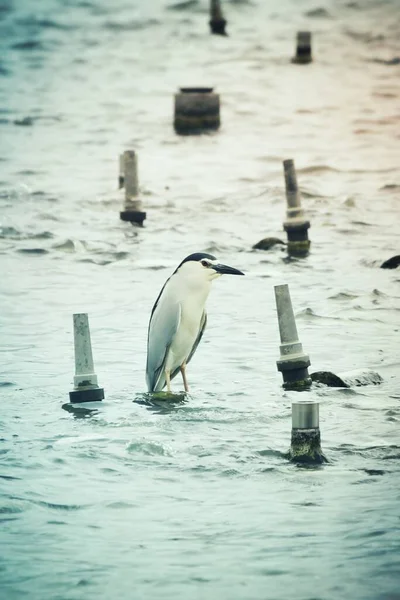 seagull on the pier