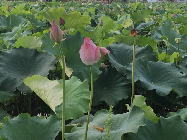 stock image lotus flower in the garden