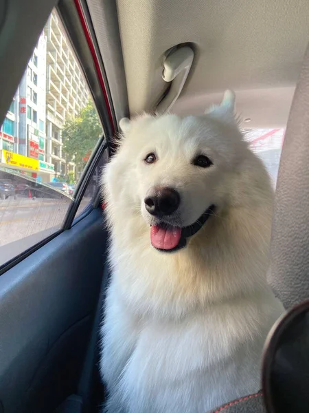 dog sitting on the car seat