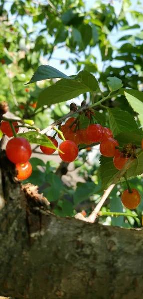 red tomatoes on a tree