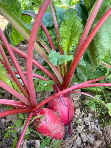 red beet on the ground