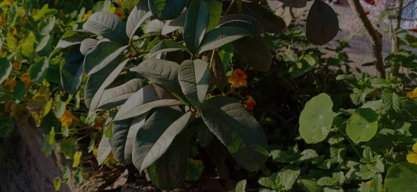 green leaves, flora and foliage