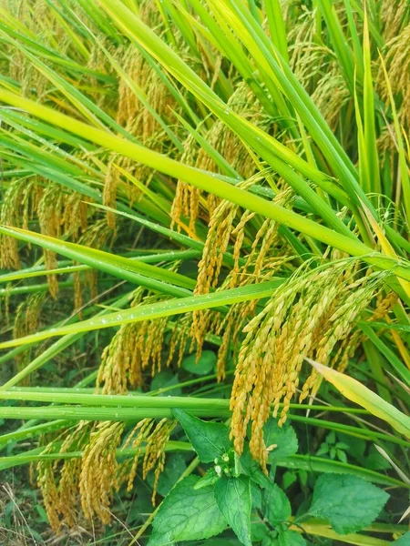 rice field, green grass, flora