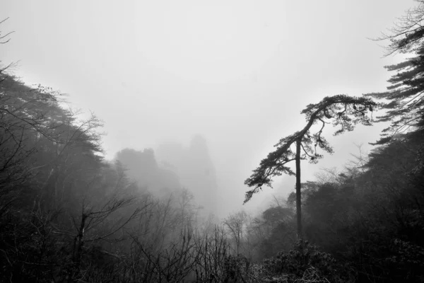 Hermoso Paisaje Con Árboles Niebla — Foto de Stock