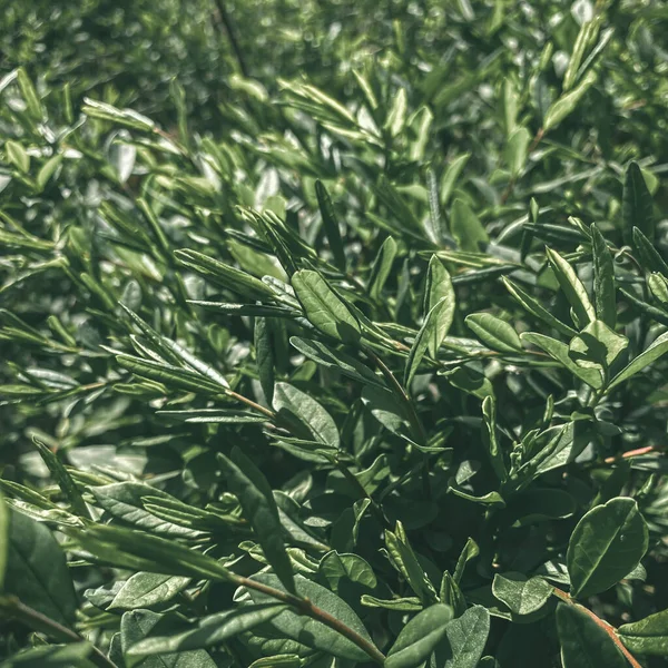 green leaves of fresh rosemary on a background of the forest.