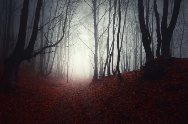 mysterious foggy forest in the fog