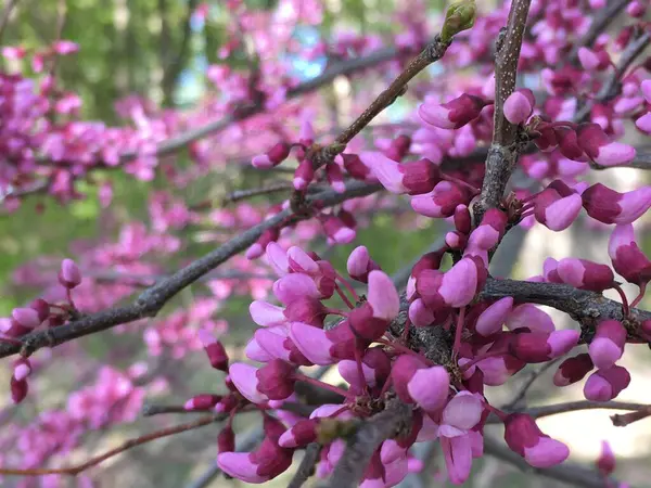 stock image beautiful pink flowers in the garden