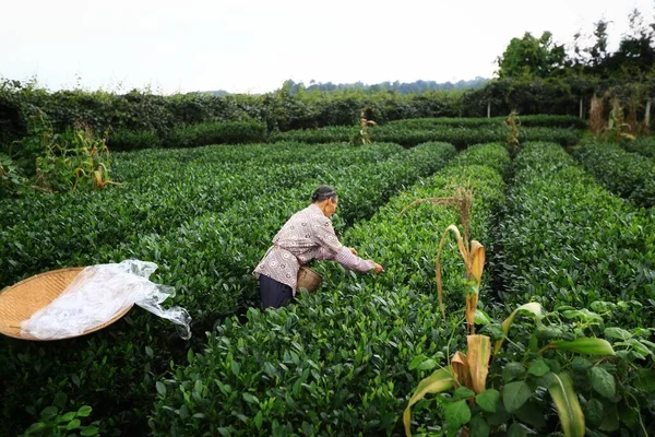 farmer with a bag of tea in the field