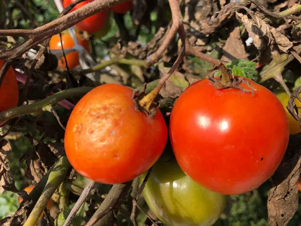 red ripe tomatoes on a tree