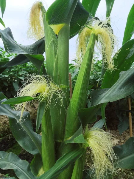 corn field in the summer