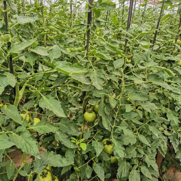 green tomatoes on a tree