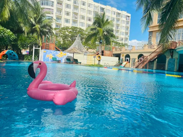 beautiful flamingo swimming in the pool