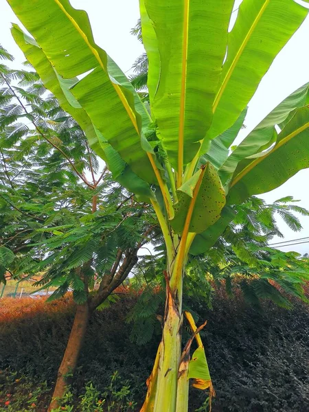 green leaves of banana tree in the garden
