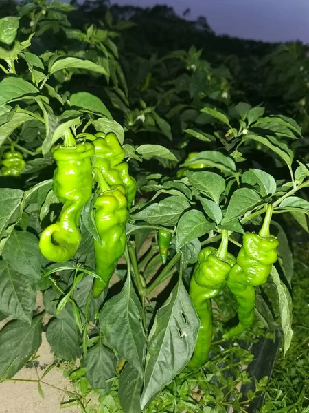 green pepper growing in the garden