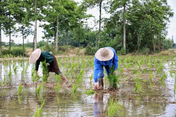 farmer and woman in rice field