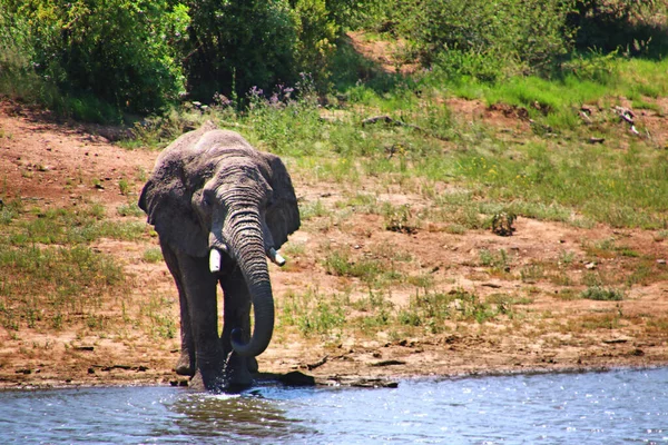 elephant in the water of the river in the chobe national park, botswana