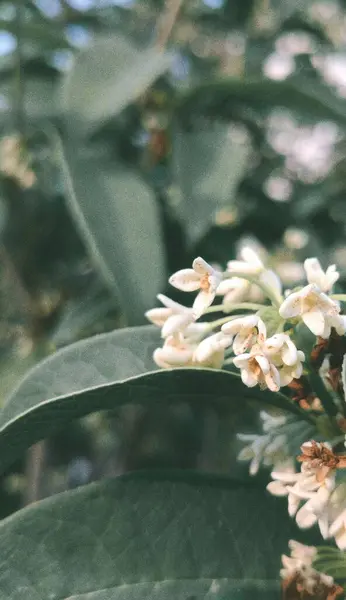 Stock image beautiful botanical shot, natural wallpaper