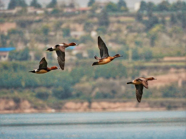 a flock of birds flying in the water