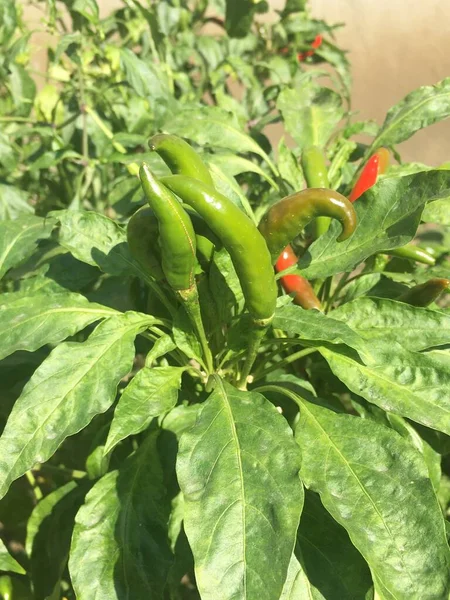 green and red pepper growing in the garden