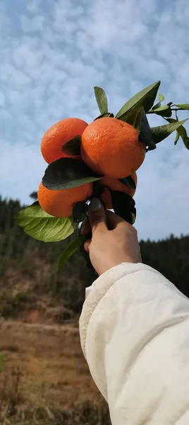 a man with a basket of fruits