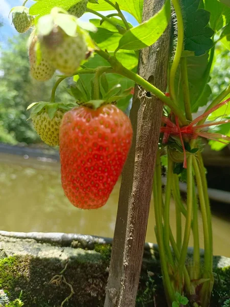 red ripe strawberries on a tree