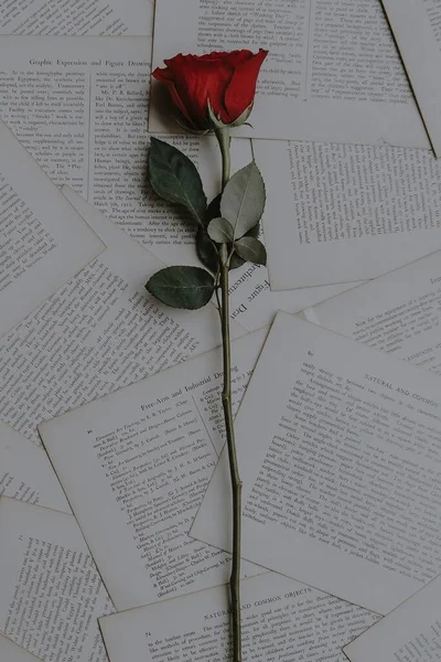 a book with a red rose on a white background