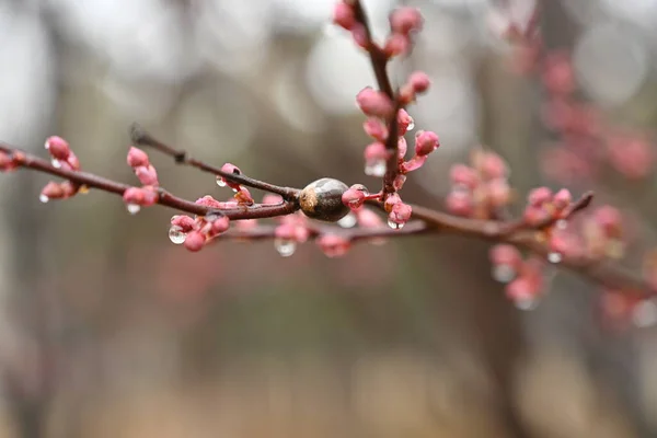 Stock image spring flowers in the garden