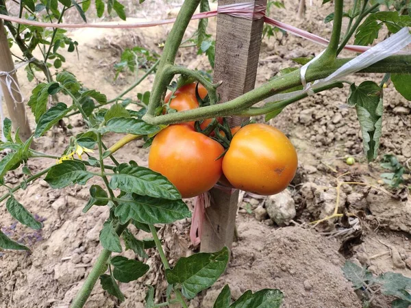 ripe tomatoes on a tree