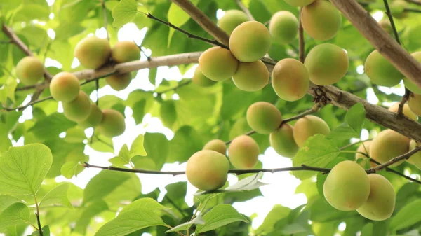 green plums on a tree