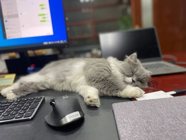 cat working on laptop computer, sitting on the table and typing on keyboard