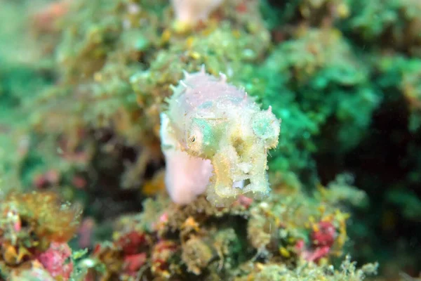 beautiful underwater world of the dead sea