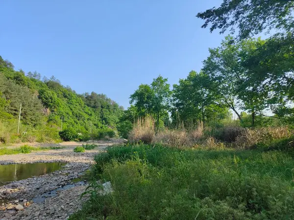 stock image beautiful view of the river in the forest