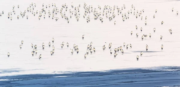 flock of birds in the snow