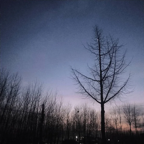 stock image tree branches in the forest