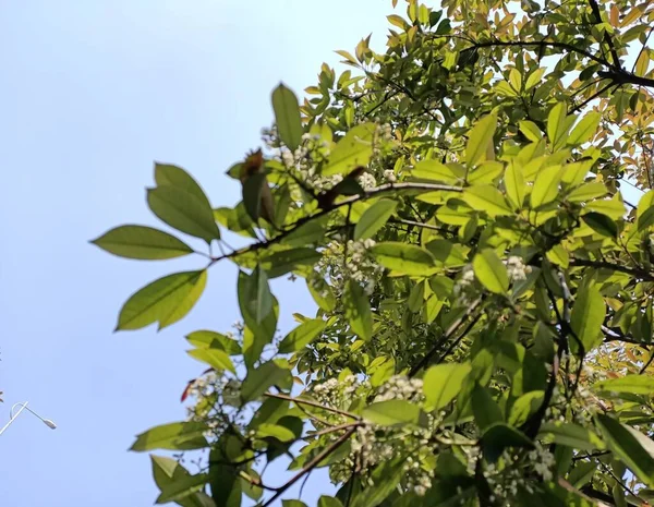 Tuchong-Microstock9