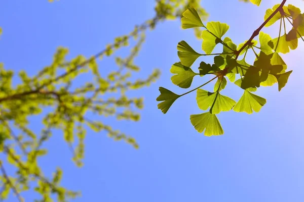 green leaves on a blue sky background