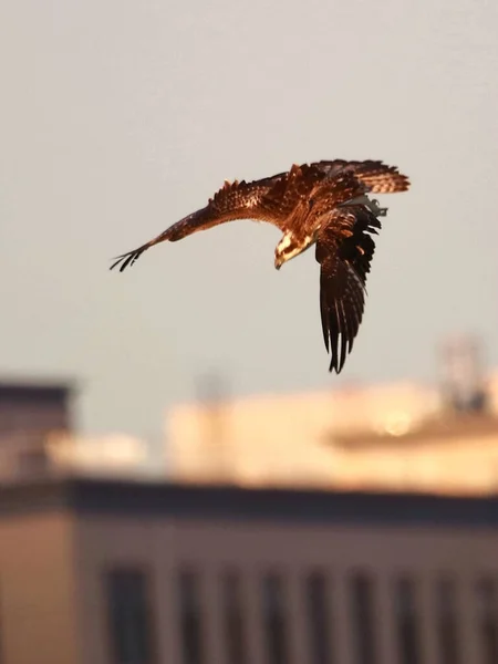 a bird flying in the sky