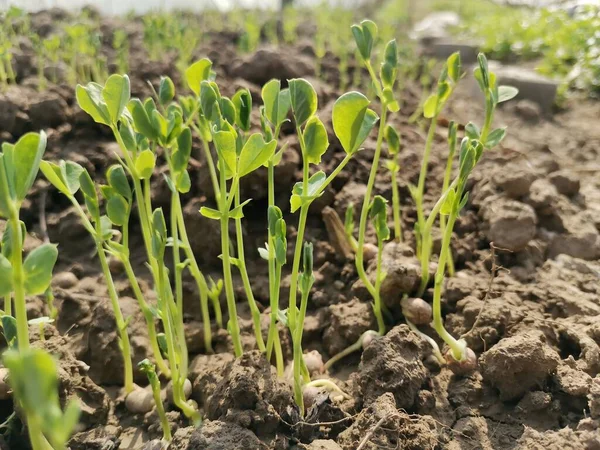 young green sprouts growing in the ground